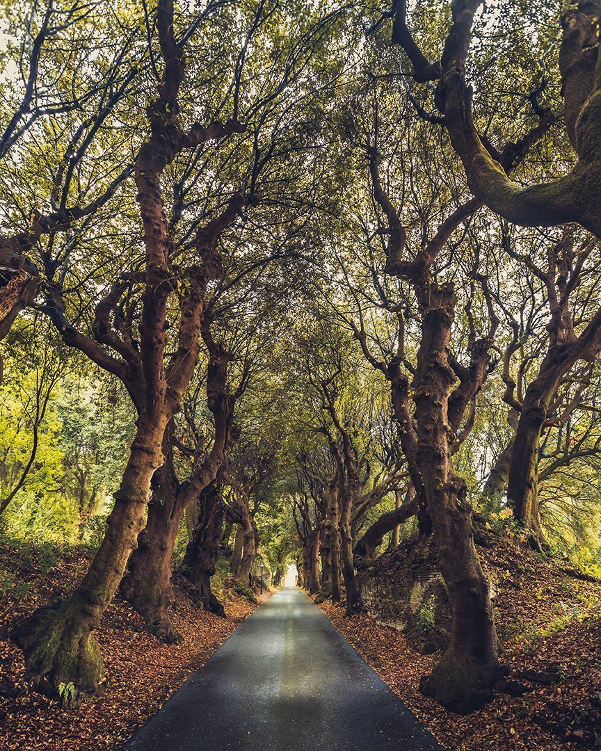 Gli alberi di Castel Gandolfo