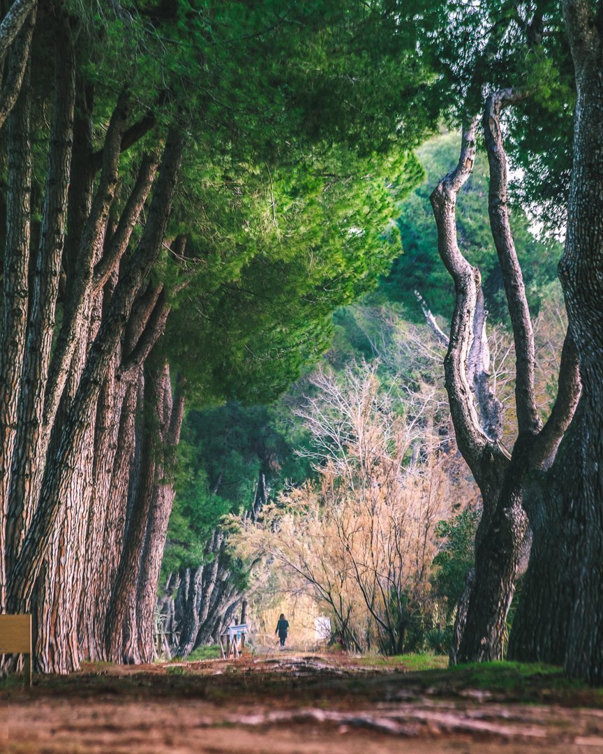 Nel bosco di pini sul mare